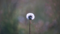 a sole dandelion