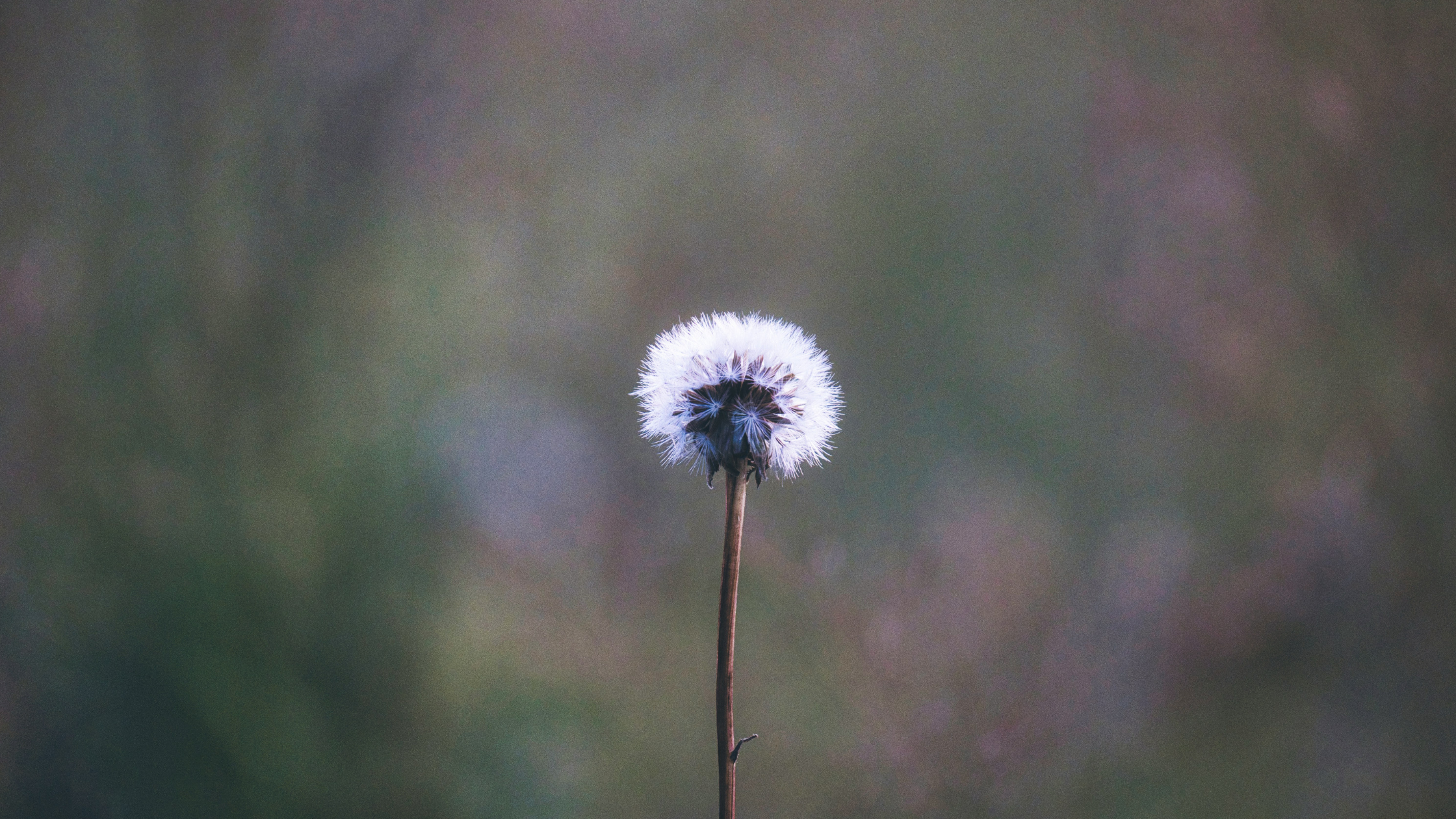 a sole dandelion